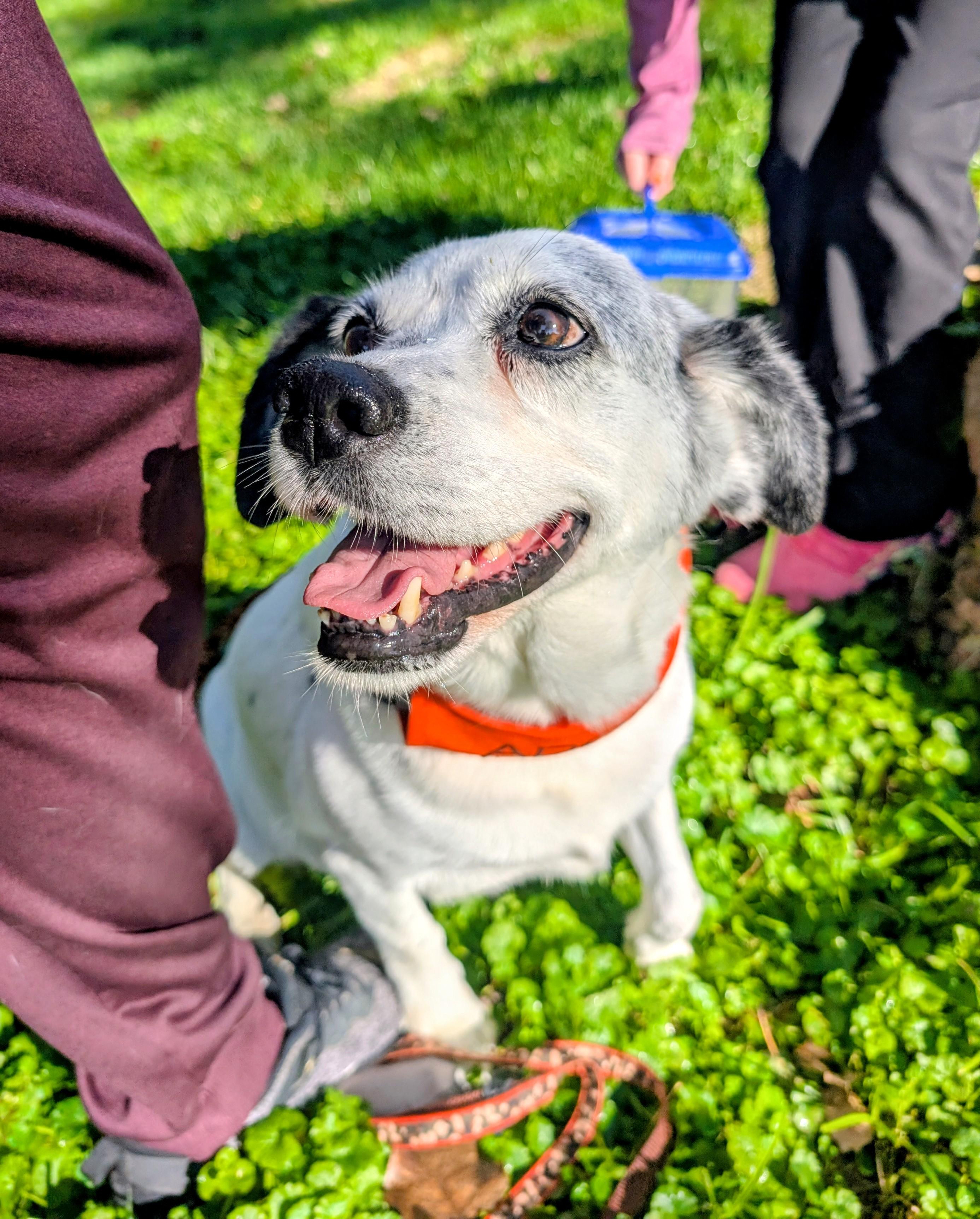 Rosalina, Adoptable, Senior Female Beagle.
