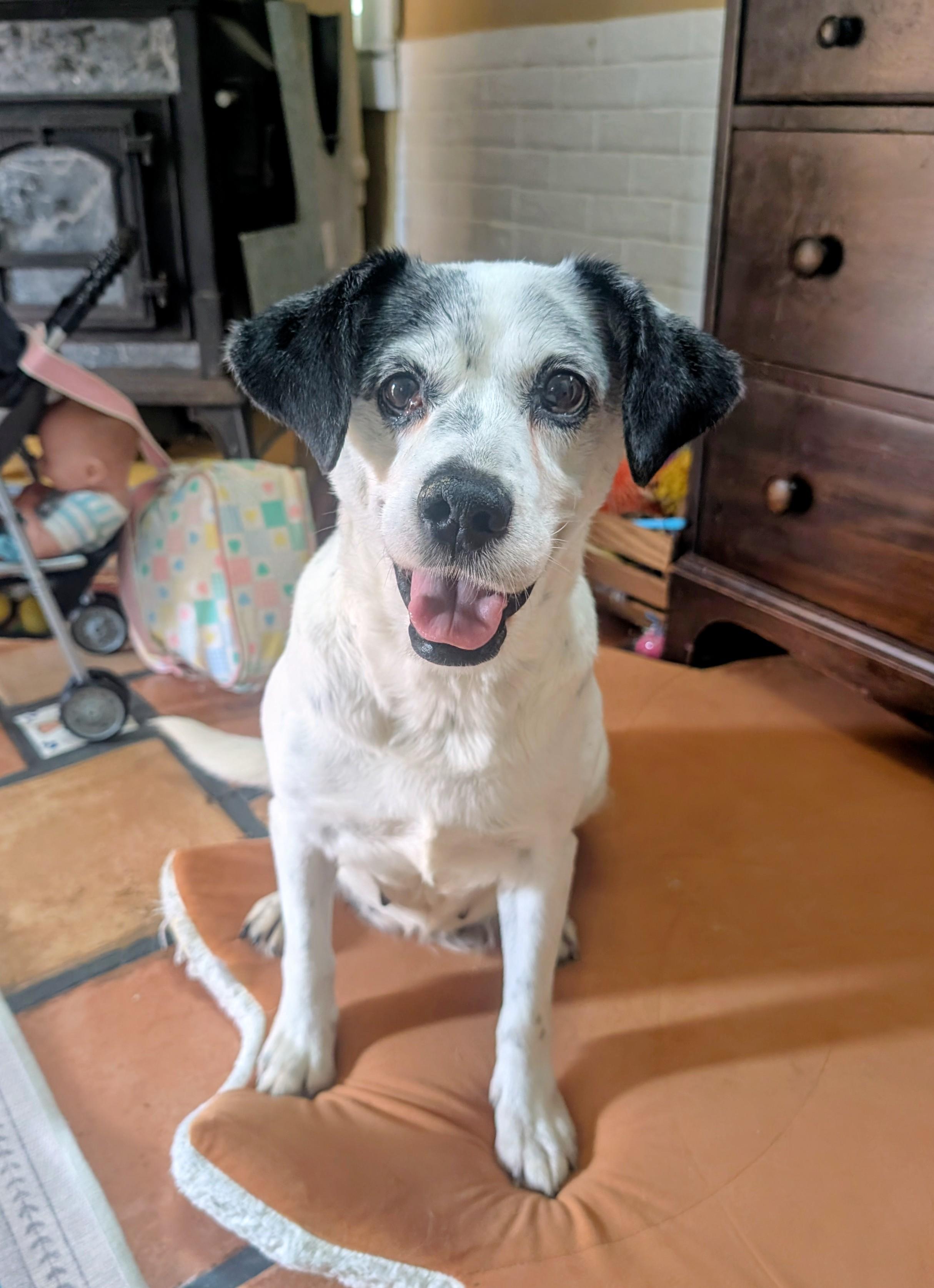 Rosalina, an adoptable mixed breed in Maumee, OH image 2/5