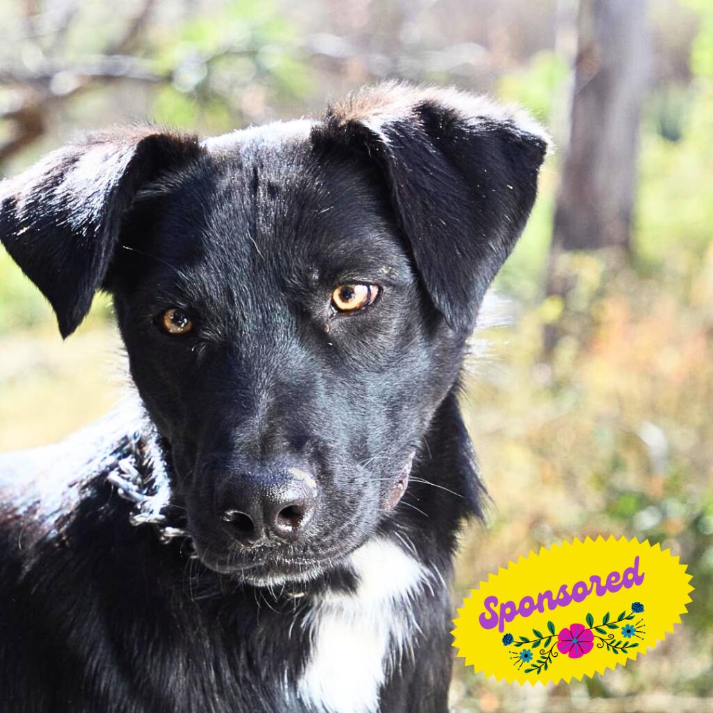 Enlarge Eros, a Adoptable mixed breed in Bend, OR image 1/6
