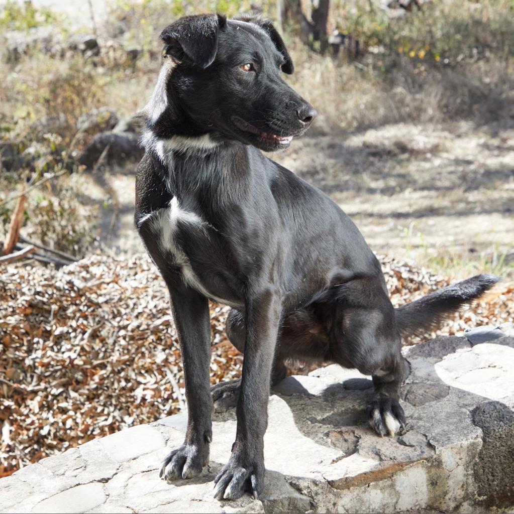 Enlarge Eros, a Adoptable mixed breed in Bend, OR image 2/6