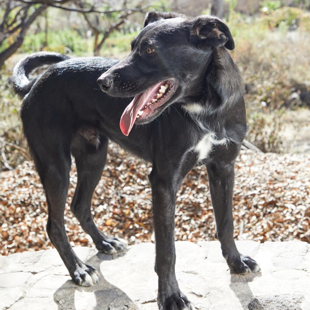 Enlarge Eros, a Adoptable mixed breed in Bend, OR image 3/6