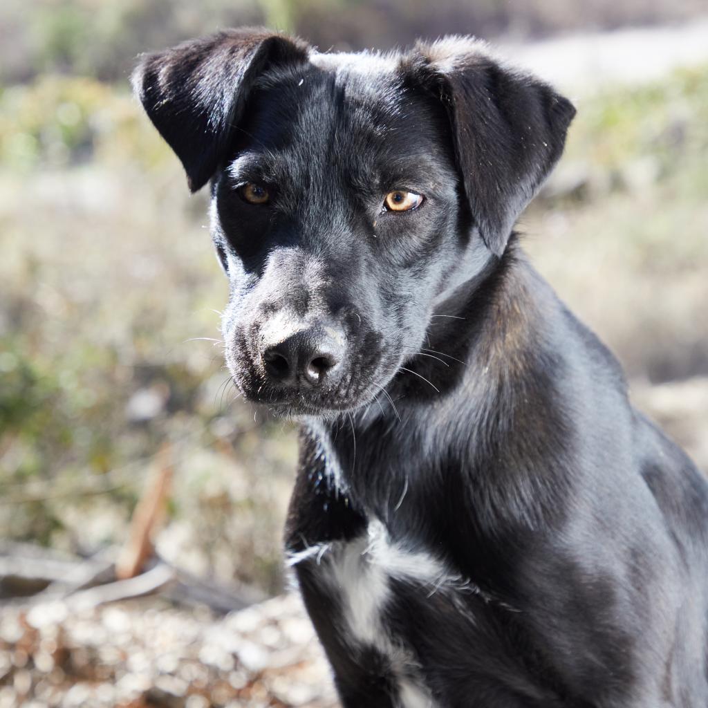 Enlarge Eros, a Adoptable mixed breed in Bend, OR image 4/6