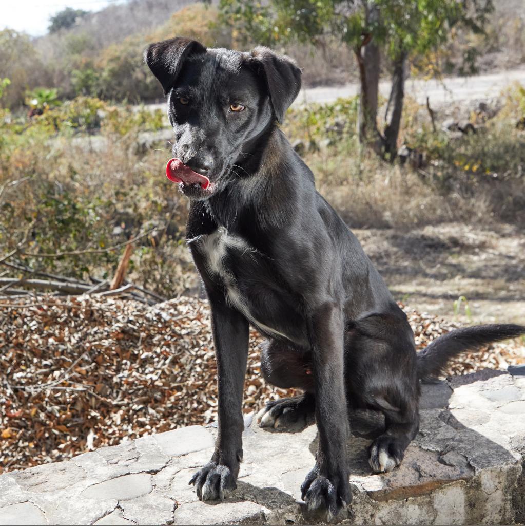 Enlarge Eros, a Adoptable mixed breed in Bend, OR image 5/6