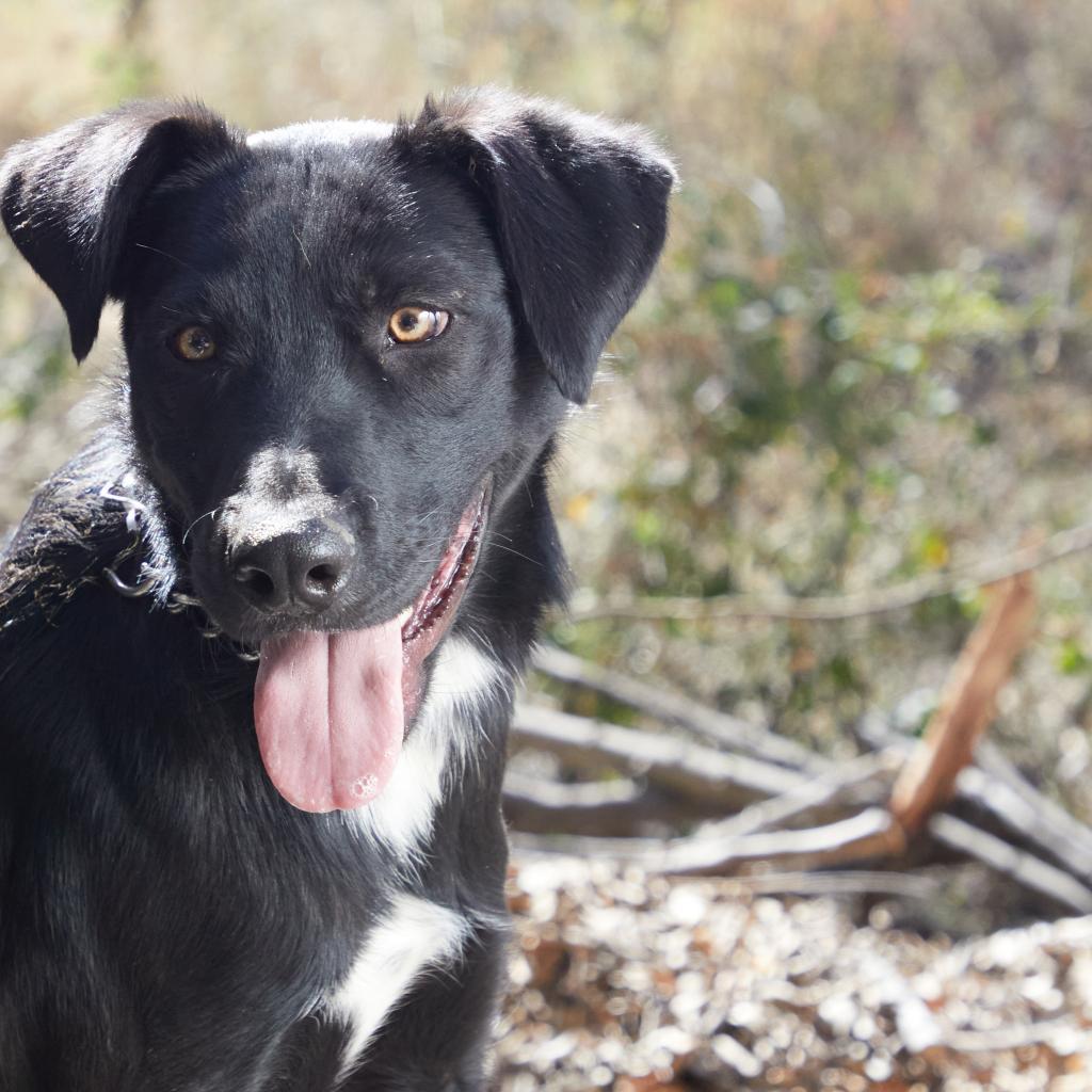 Enlarge Eros, a Adoptable mixed breed in Bend, OR image 6/6