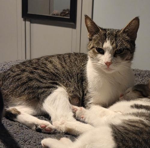 Violet, Adoptable, Adult Female Tabby & Domestic Short Hair.
