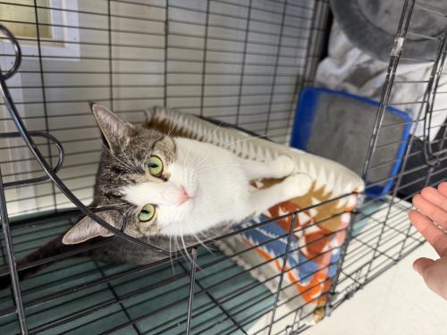 Violet, a Adoptable mixed breed in Webster, MA image 2/2