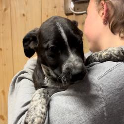 Enlarge Zander, a Adoptable Mixed Breed in Laurel, MS image 1/2