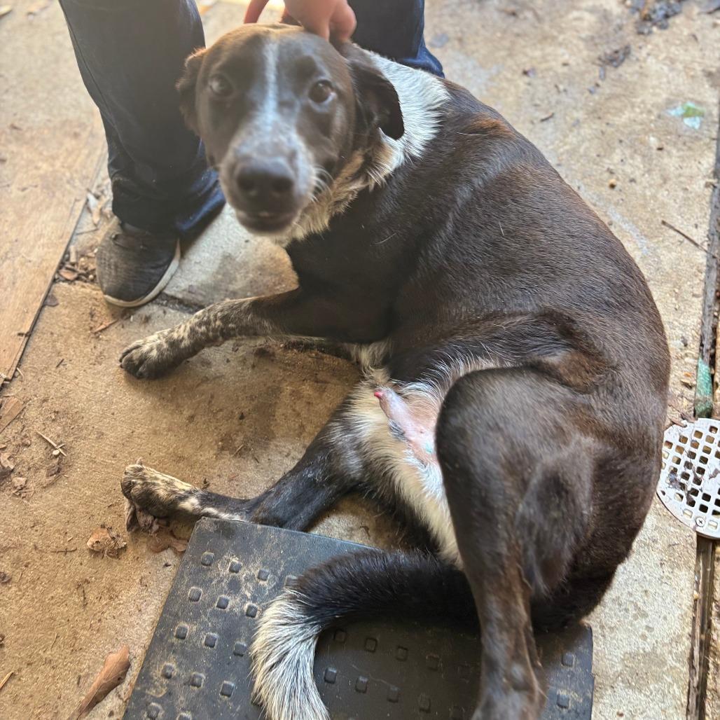 Enlarge Zander, a Adoptable Mixed Breed in Laurel, MS image 2/2