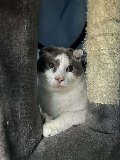 Tortilla, Adoptable, Adult Male Domestic Short Hair & Domestic Short Hair.