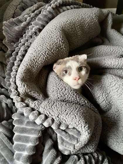 Enlarge Tortilla, a Adoptable mixed breed in Munster, IN image 3/3