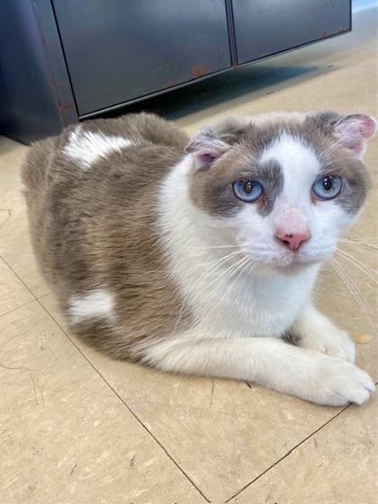 Tortilla, a Adoptable mixed breed in Munster, IN image 3/3