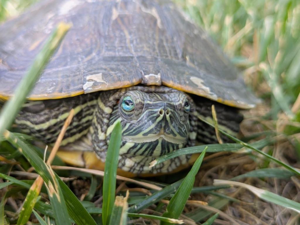 Enlarge Squirt, a Adoptable Red-Eared Slider in Eagle Mountain, UT image 1/1