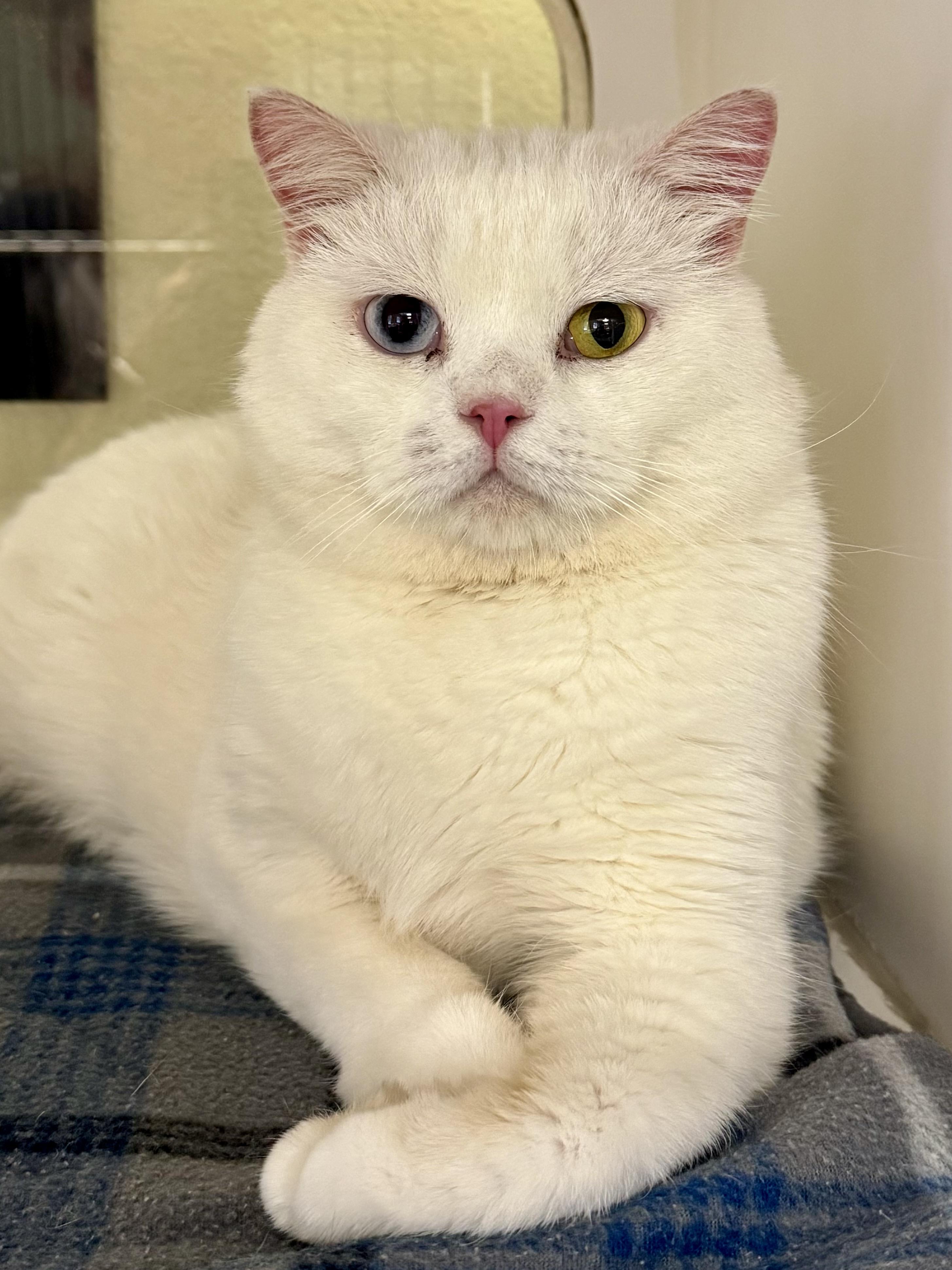 Thunder, ADOPTABLE, Young Male Turkish Van.