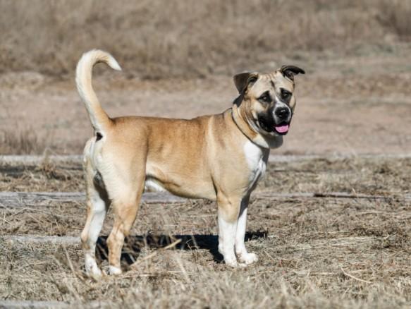 Enlarge EZRA, a Adoptable Mixed Breed in Santa Fe, NM image 1/1