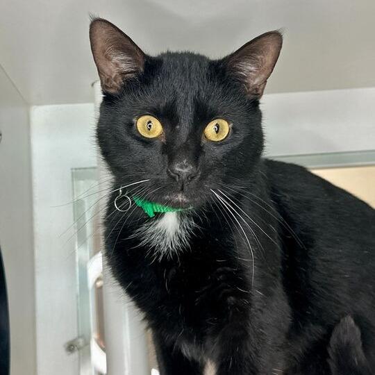 Orion, Adoptable, Adult Male Domestic Short Hair.
