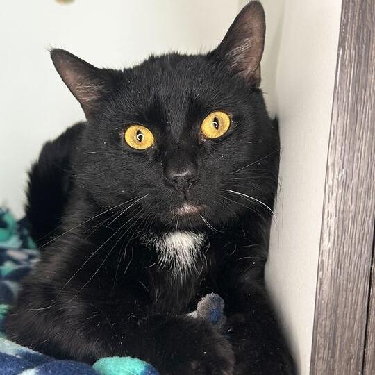 Enlarge Orion, a Adoptable Domestic Short Hair in Matteson, IL image 1/1