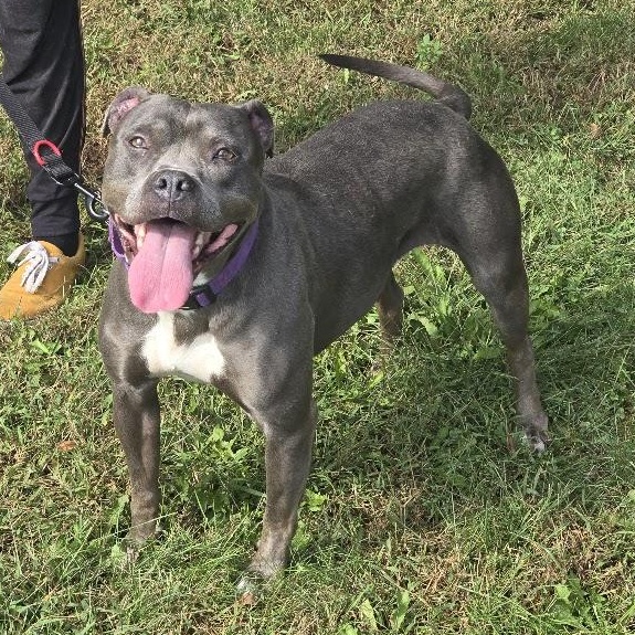 Isabella, Adopted, Young Female American Bully.