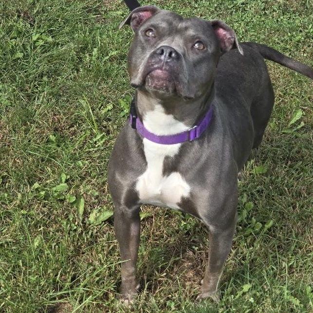 Enlarge Isabella, a Adopted mixed breed in Waterloo, IA image 3/3