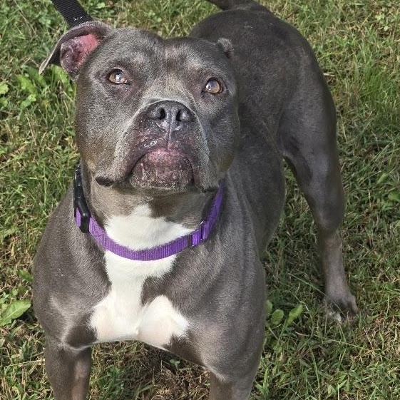Enlarge Isabella, a Adopted mixed breed in Waterloo, IA image 2/3