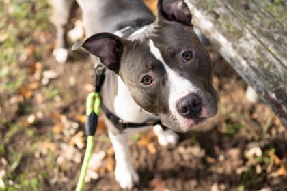 Enlarge Keelua, a Adoptable mixed breed in Coon Rapids, MN image 1/1