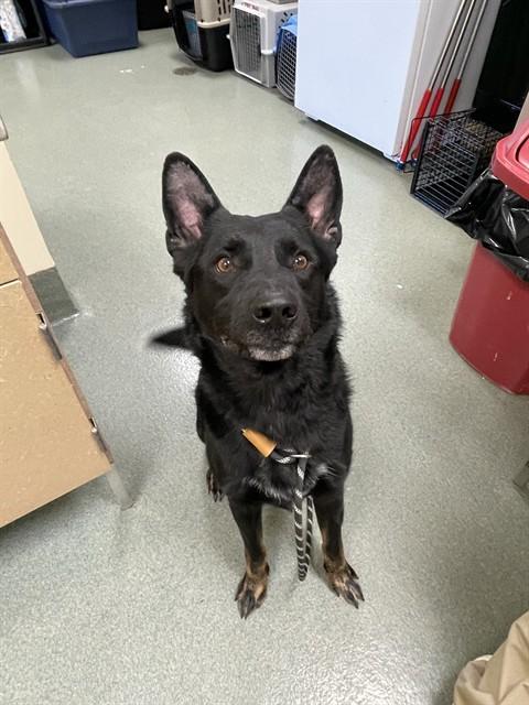 Enlarge SPRITE, a Adoptable mixed breed in Lees Summit, MO image 1/1