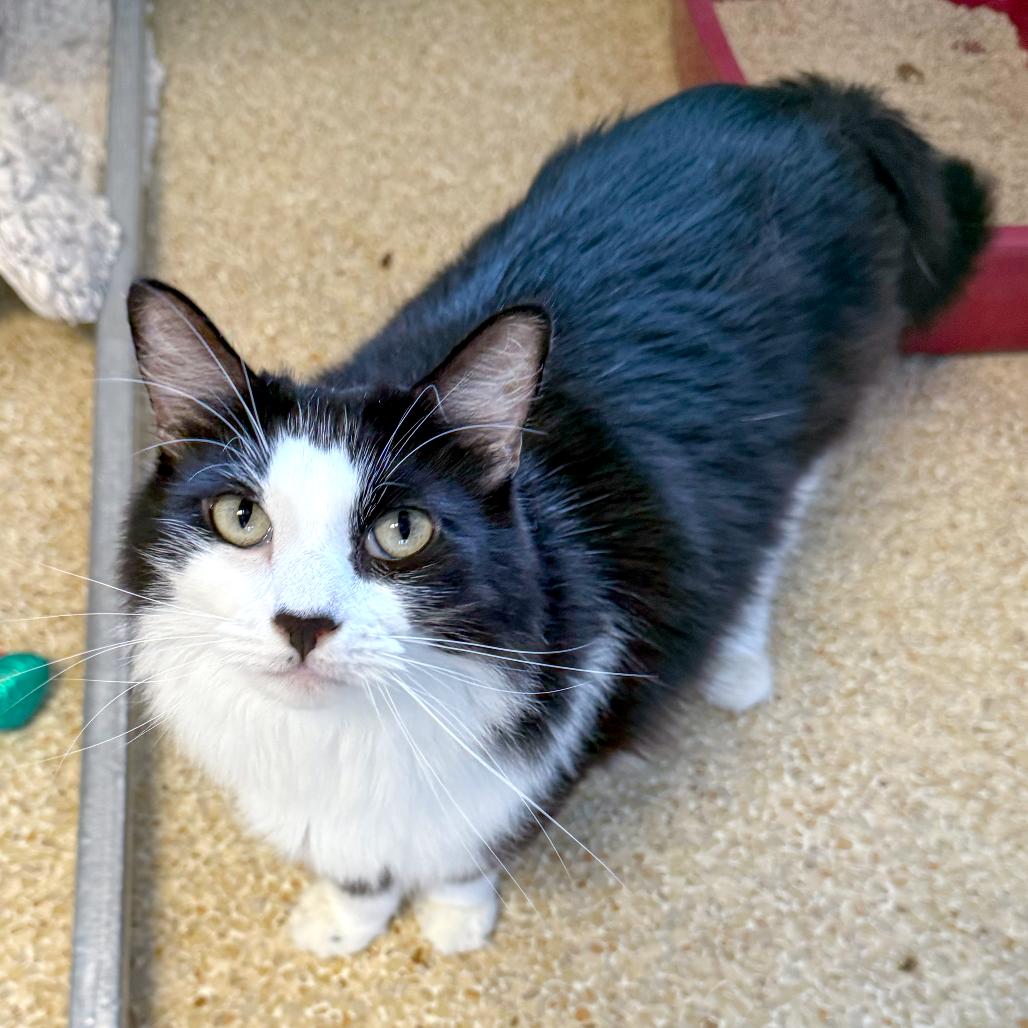 Darla, a Adoptable Domestic Long Hair in Santa Barbara, CA image 1/3