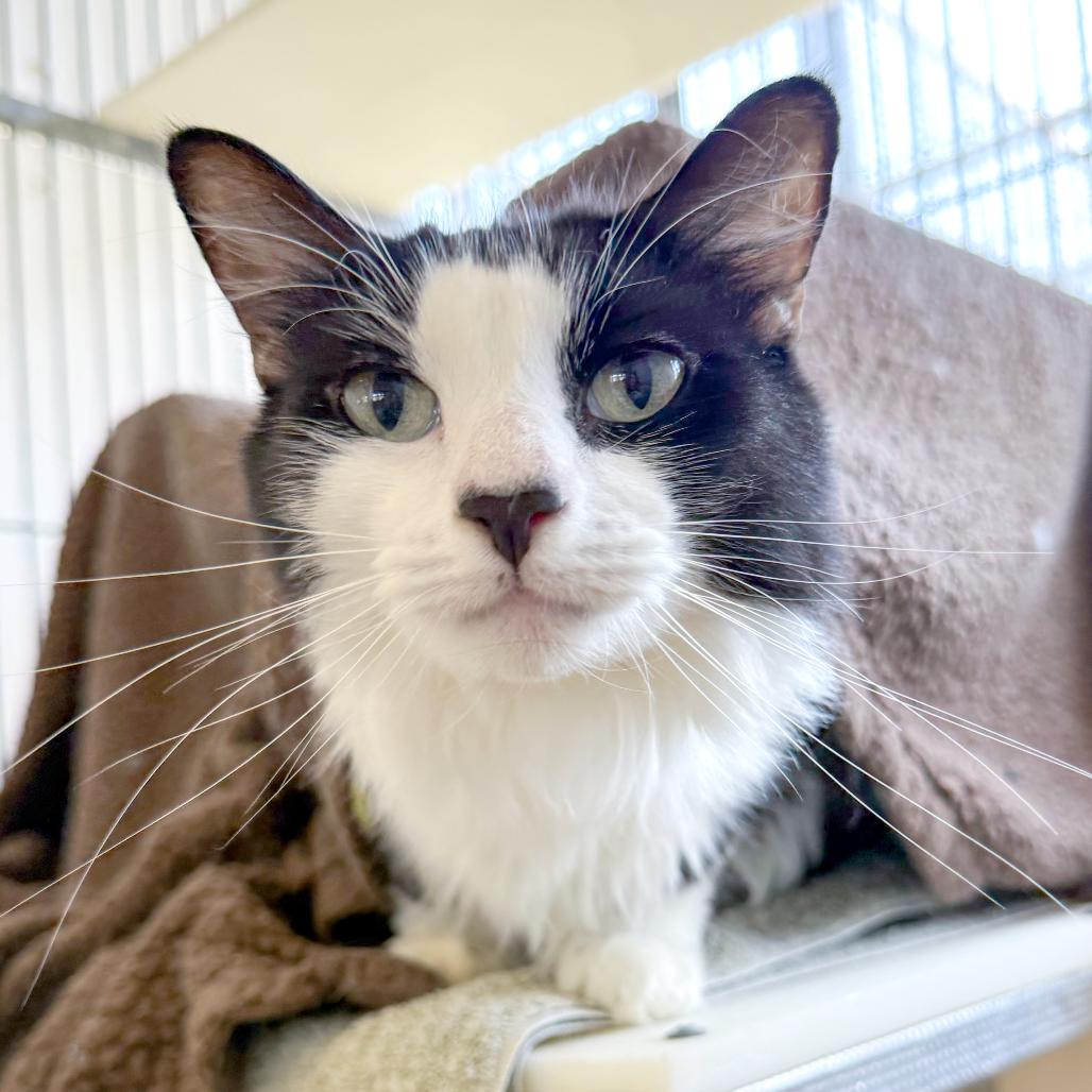 Darla, a Adoptable Domestic Long Hair in Santa Barbara, CA image 2/3
