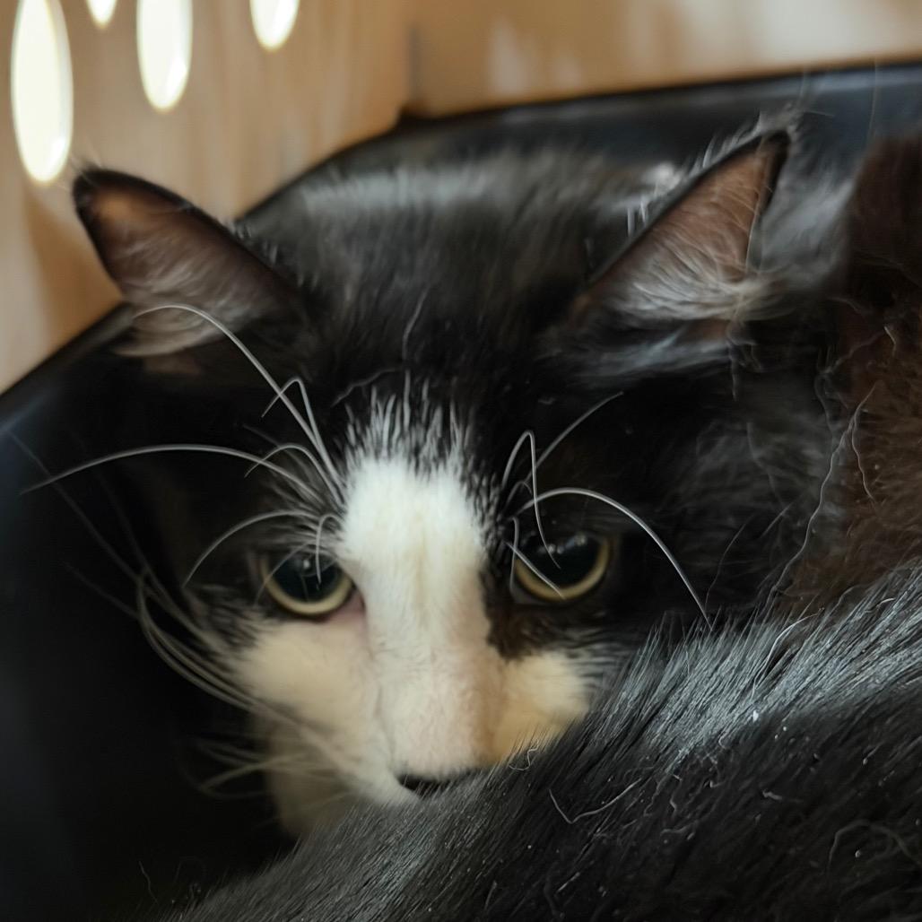 Darla, a Adoptable Domestic Long Hair in Santa Barbara, CA image 3/3