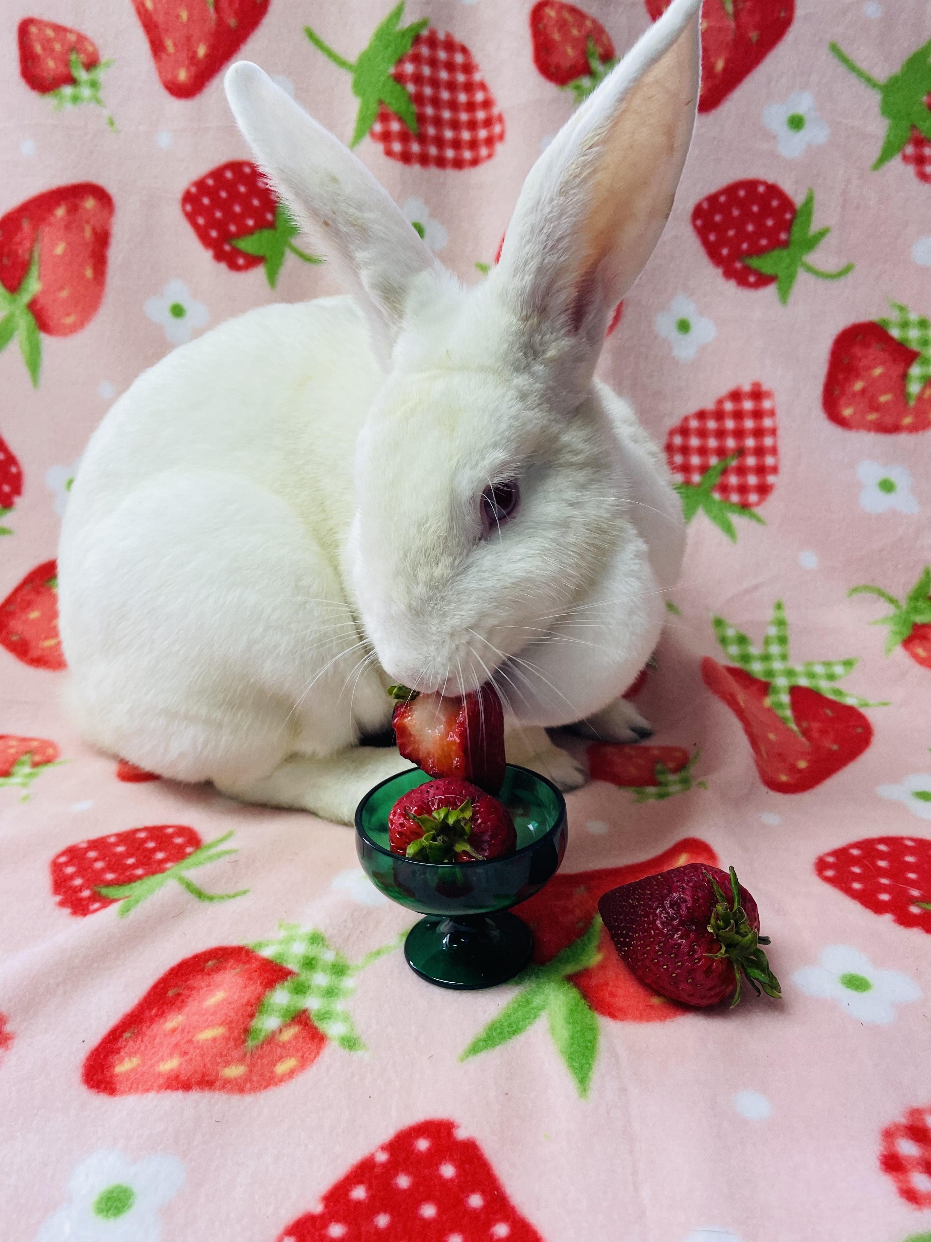 Precision, Adoptable, Adult Female Bunny Rabbit.