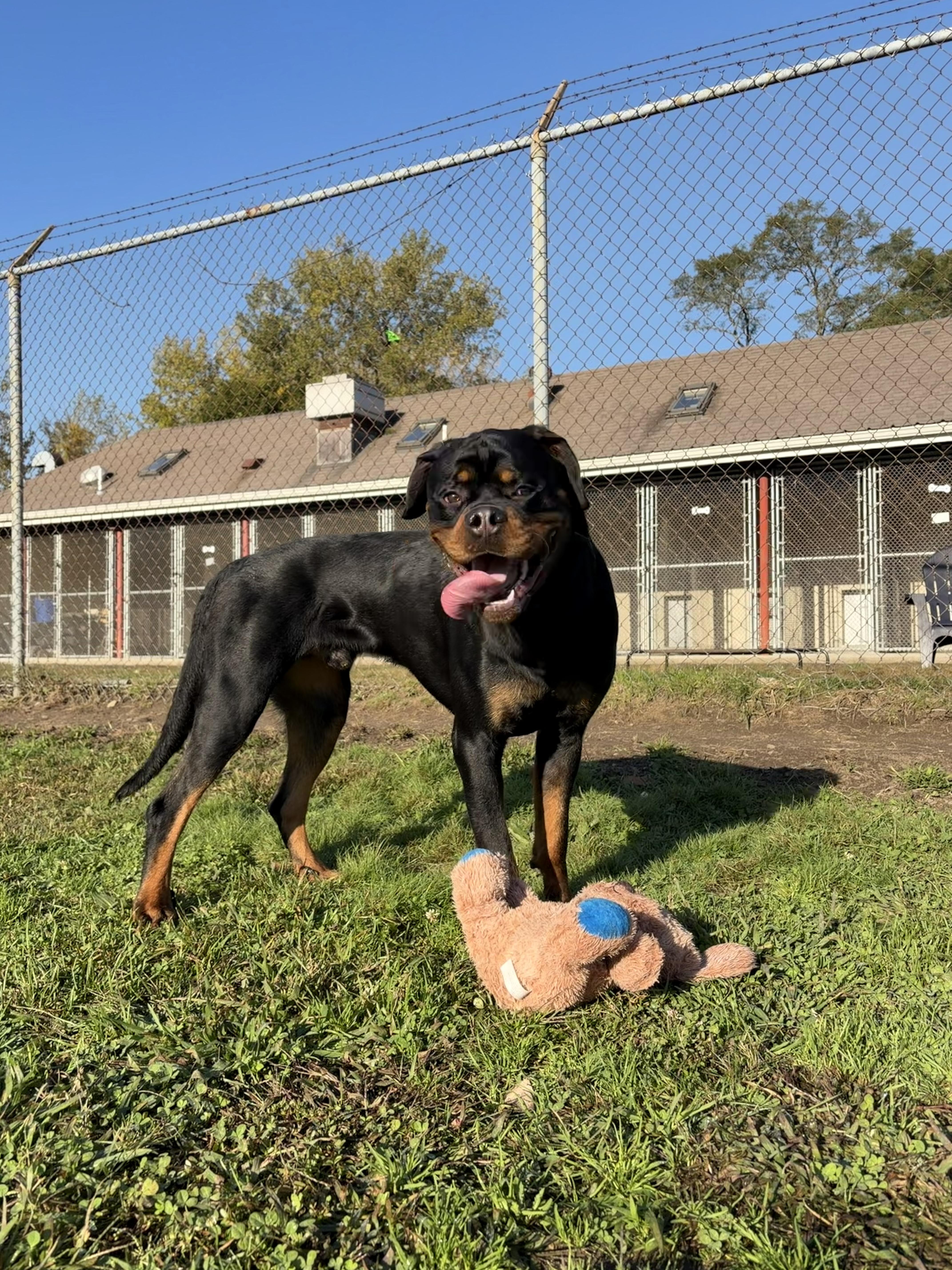 Jordan, Adoptable, Young Male Rottweiler.