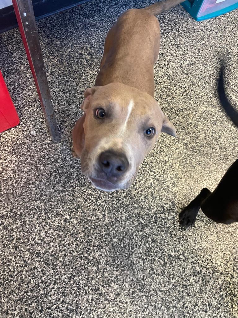 Hercules, Adoptable, Young Male Mixed Breed.