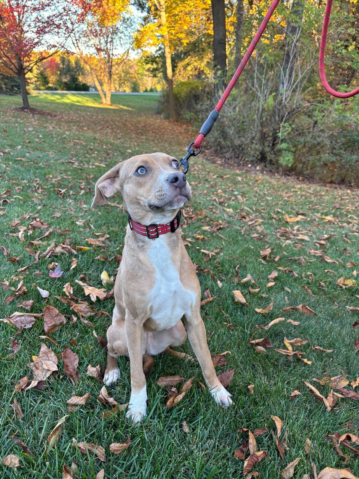 Harriet, Adoptable, Young Female Hound.