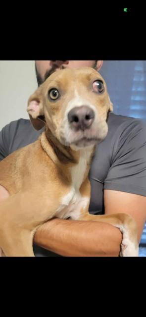 Enlarge Harriet, a Adoptable mixed breed in Grand Blanc, MI image 2/2