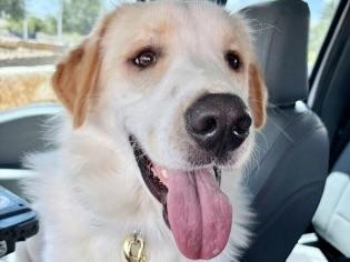 Jelly, adopted, Adult Male Mixed Breed.