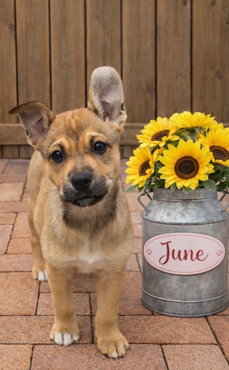 Enlarge June, a ADOPTABLE mixed breed in Corona Del Mar, CA image 1/5