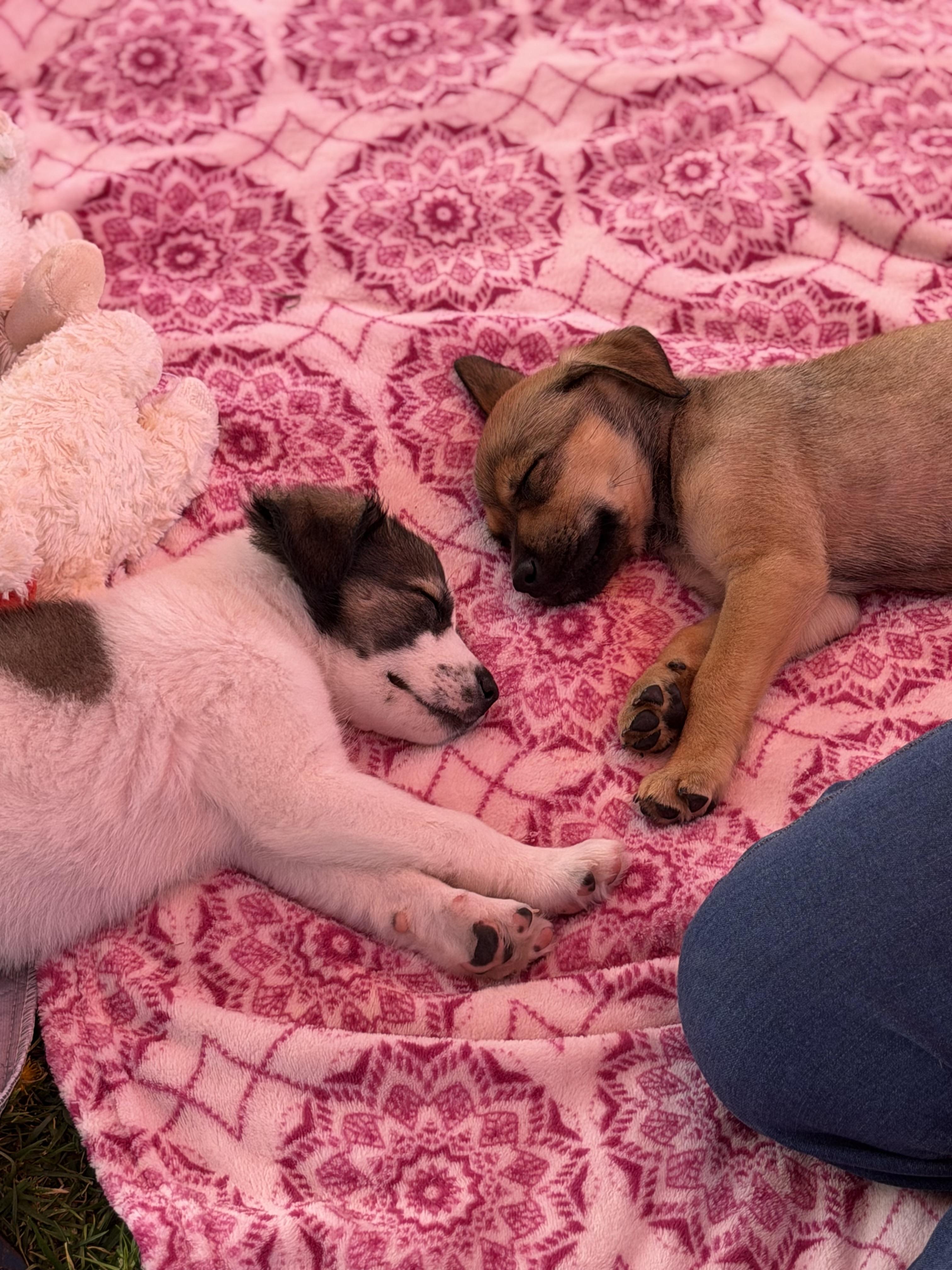 Enlarge June, a ADOPTABLE mixed breed in Corona Del Mar, CA image 3/5