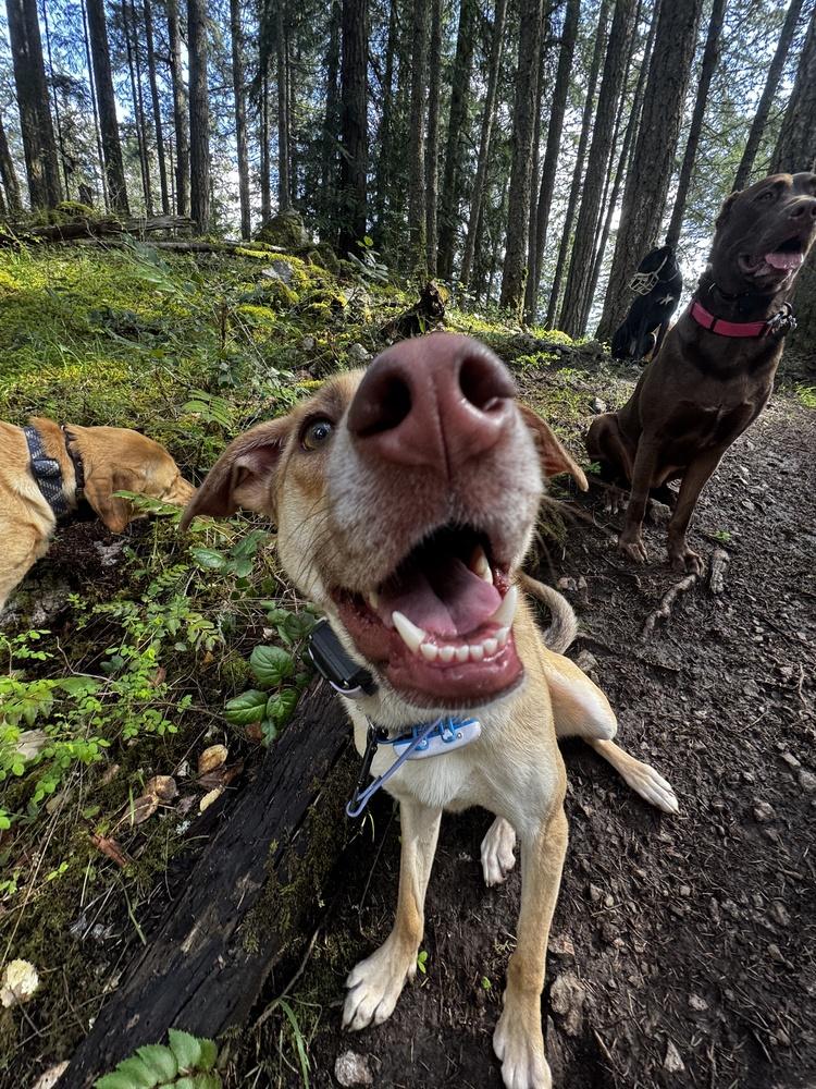 WREN - LOCAL! (Victoria), Adoptable, Adult Female Labrador Retriever.