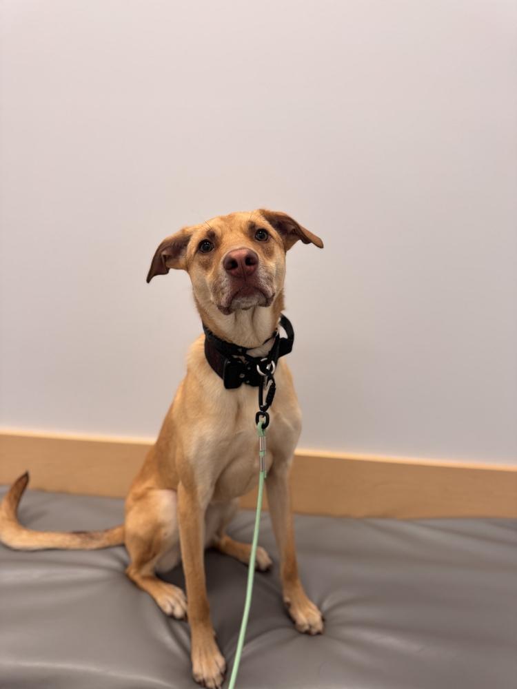 Enlarge WREN - LOCAL! (Victoria), a Adoptable mixed breed in Langley, BC image 2/6