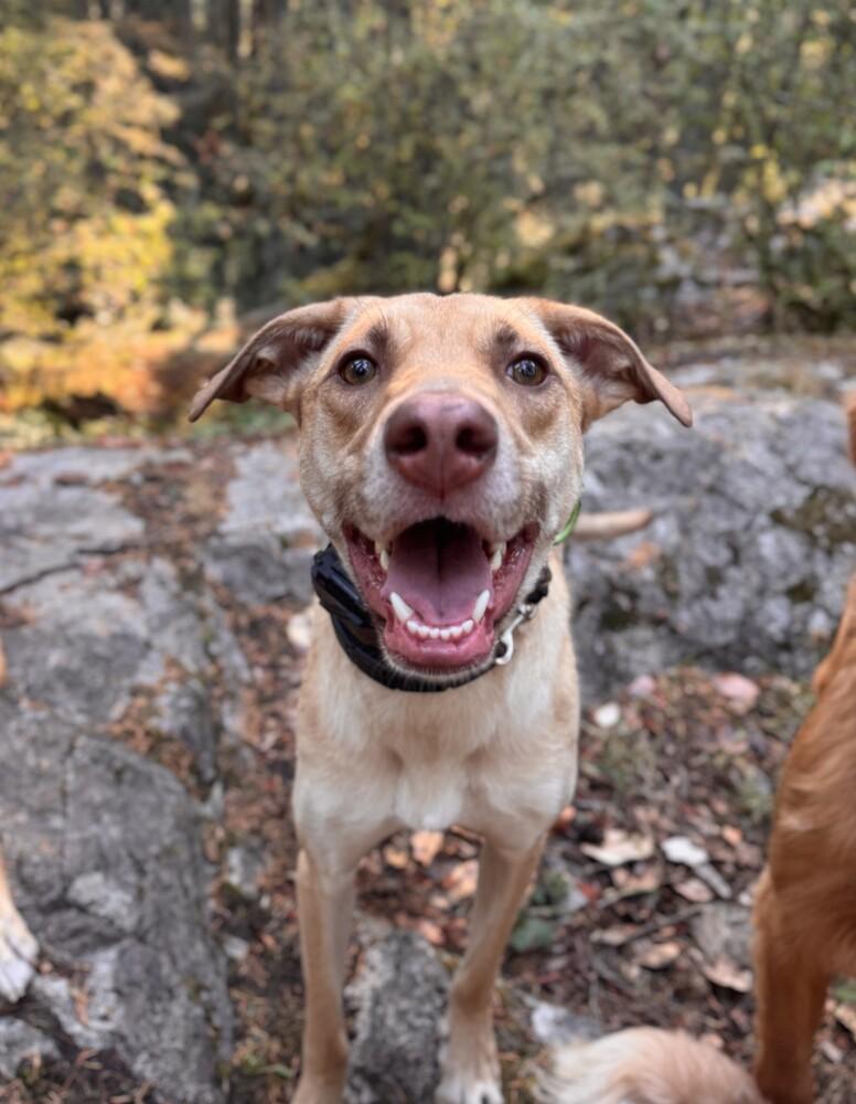 Enlarge WREN - LOCAL! (Victoria), a Adoptable mixed breed in Langley, BC image 4/6