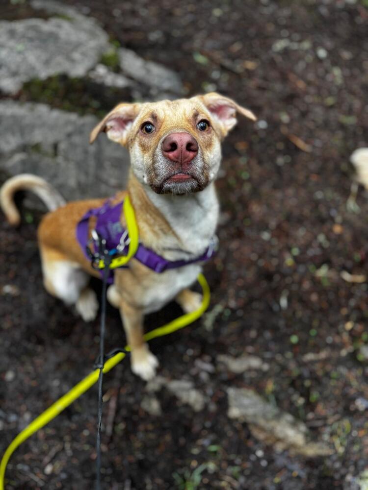 Enlarge WREN - LOCAL! (Victoria), a Adoptable mixed breed in Langley, BC image 6/6