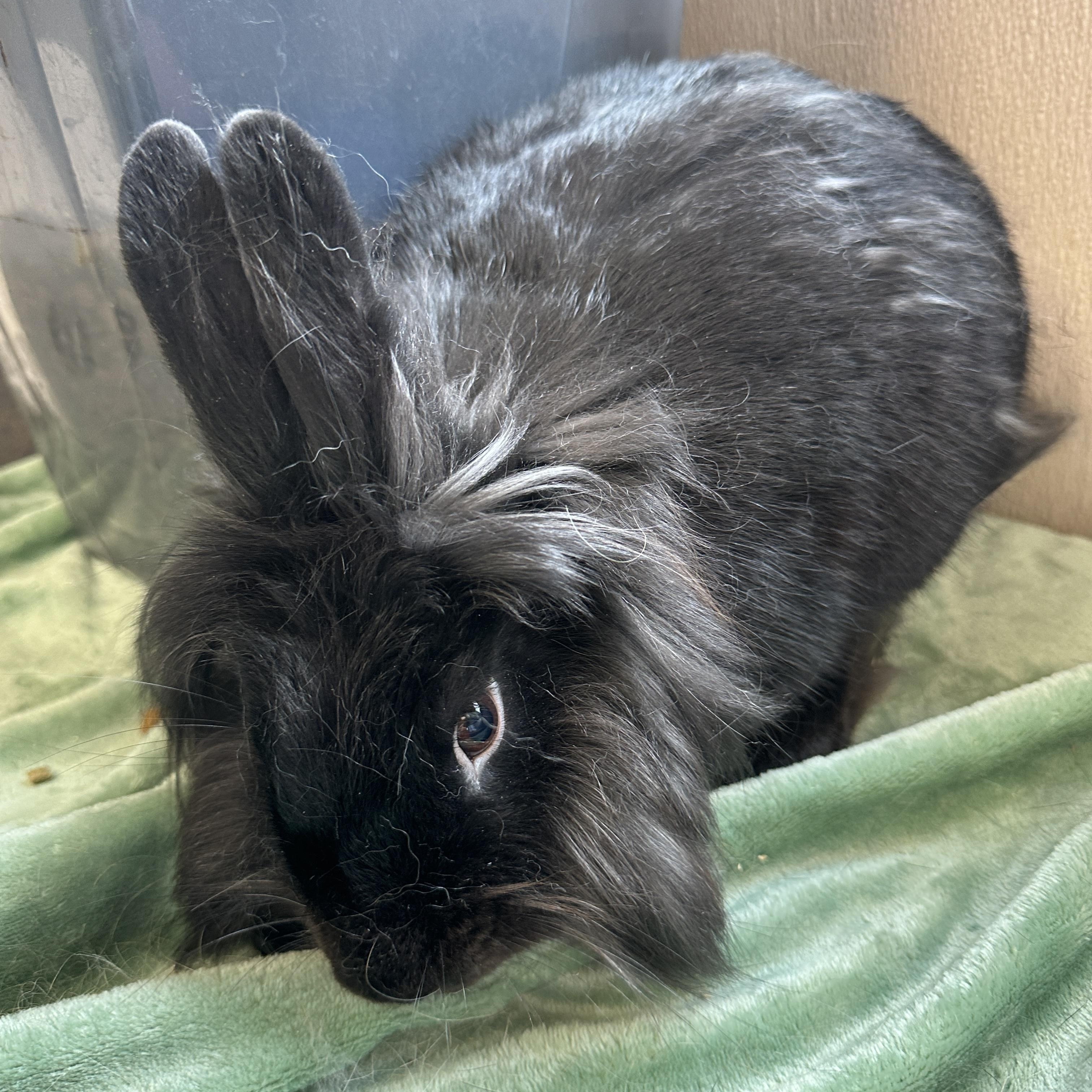 Koda, a ADOPTABLE Lionhead in Somerset, NJ image 3/3