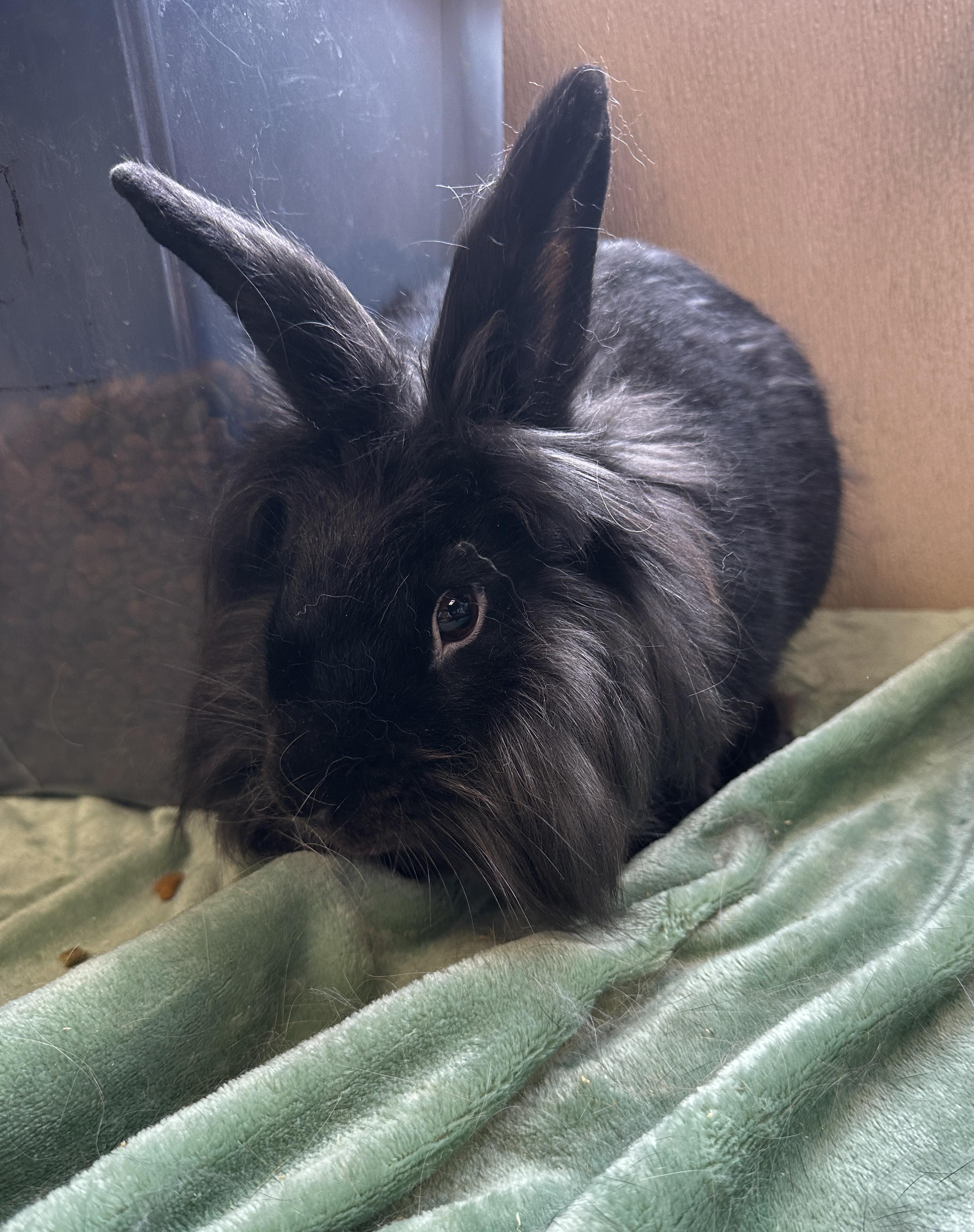 Koda, a ADOPTABLE Lionhead in Somerset, NJ image 2/3