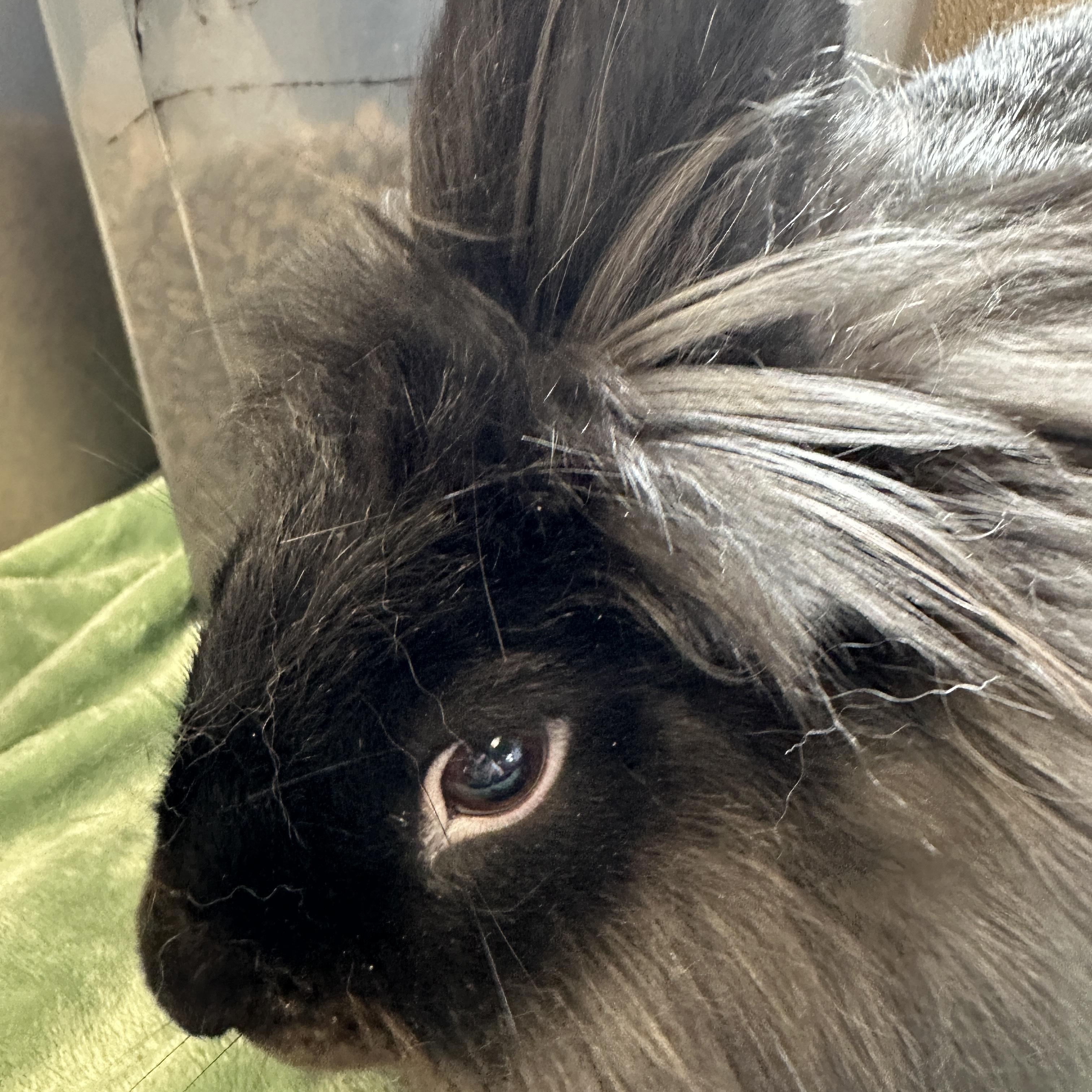 Koda, ADOPTABLE, Adult Male Lionhead.