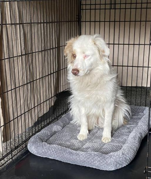 Luna Clyde (DM), Adoptable, Adult Female Australian Shepherd.