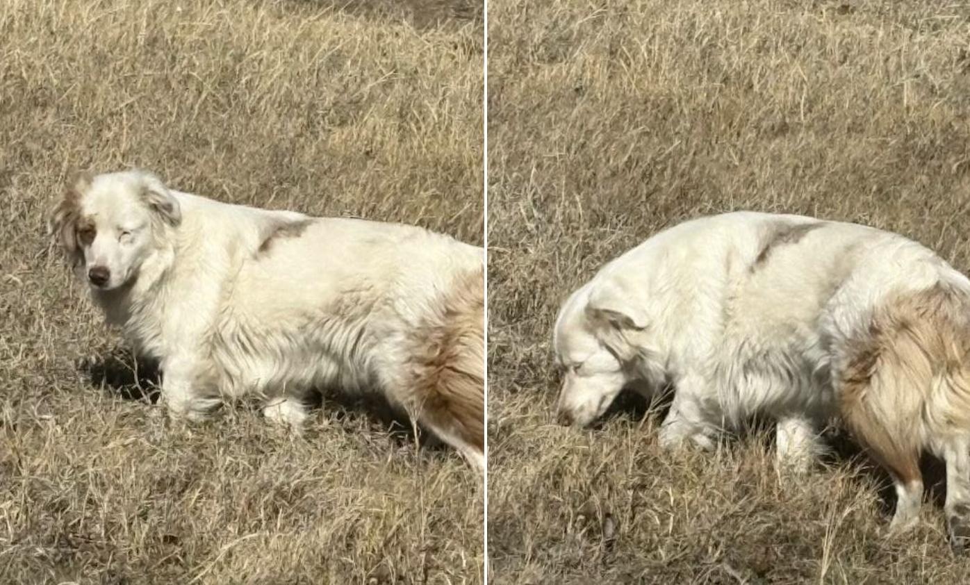 Enlarge Luna Clyde (DM), a Adoptable Australian Shepherd in Arlington, TX image 1/6