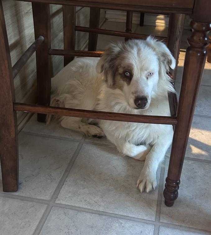 Enlarge Luna Clyde (DM), a Adoptable Australian Shepherd in Arlington, TX image 3/6