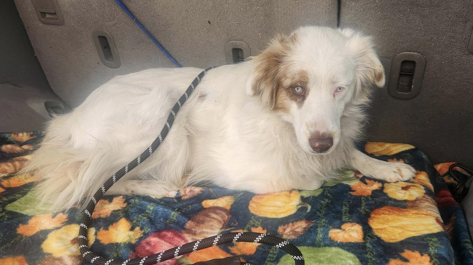 Enlarge Luna Clyde (DM), a Adoptable Australian Shepherd in Arlington, TX image 4/6