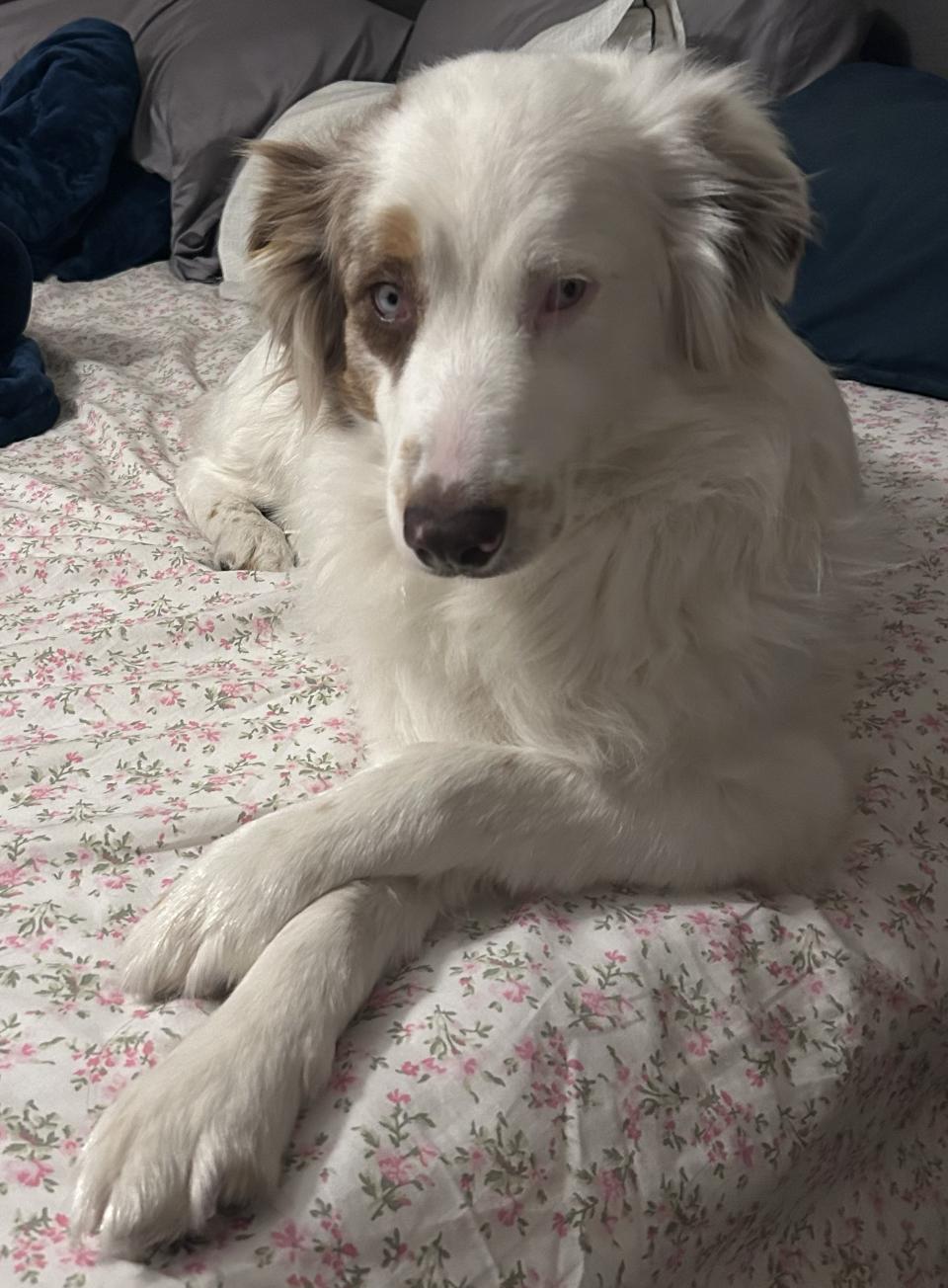 Enlarge Luna Clyde (DM), a Adoptable Australian Shepherd in Arlington, TX image 5/6