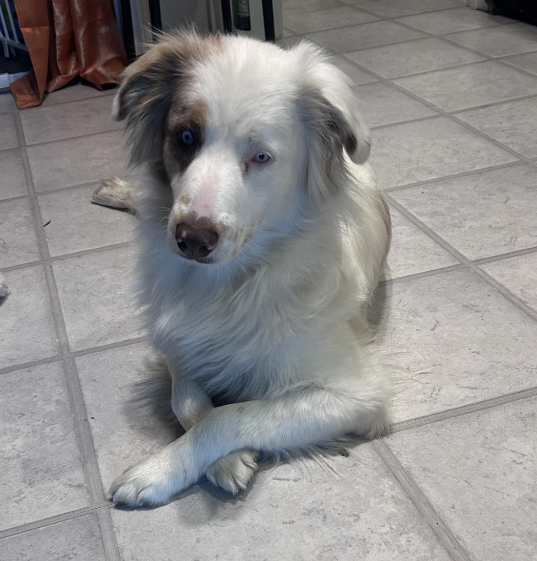 Enlarge Luna Clyde (DM), a Adoptable Australian Shepherd in Arlington, TX image 6/6