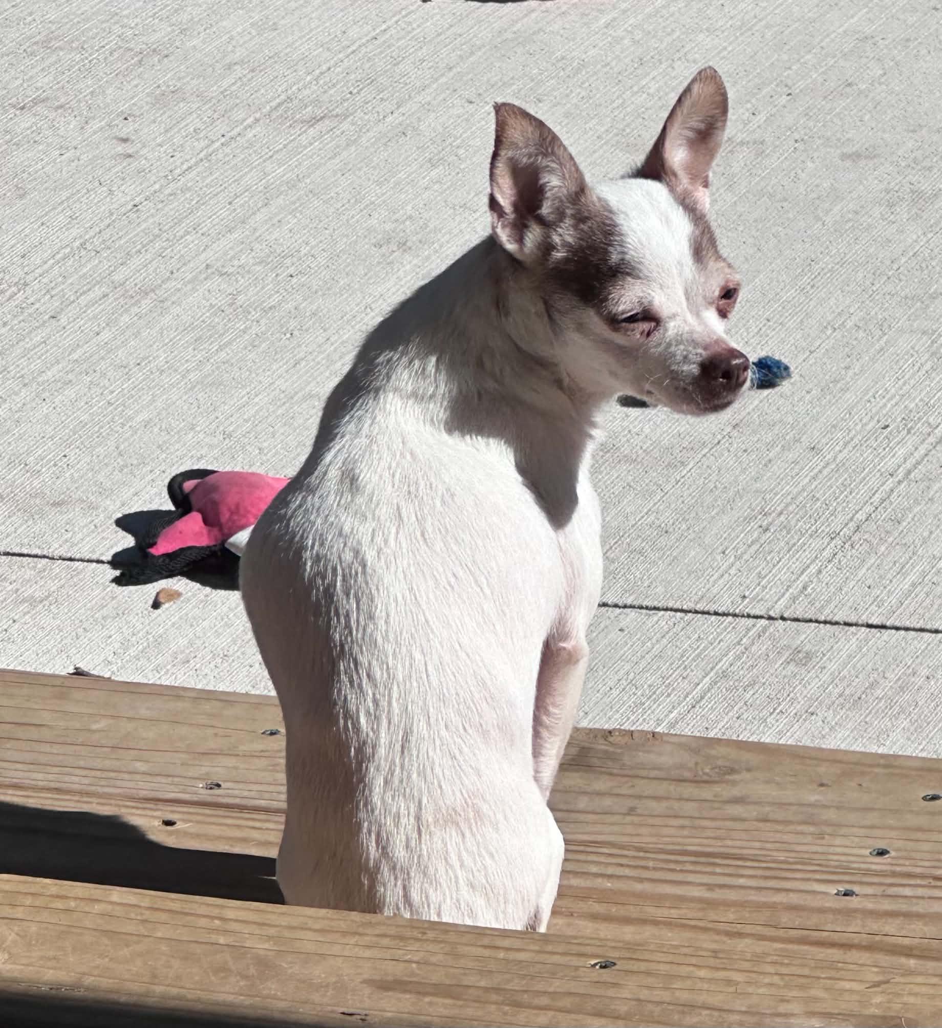 Lily, Adoptable, Senior Female Chihuahua.